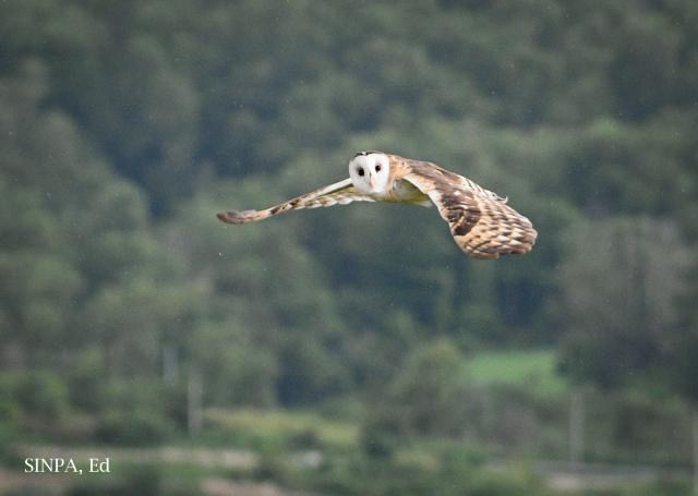 image 8334 of Eastern Grass Owl